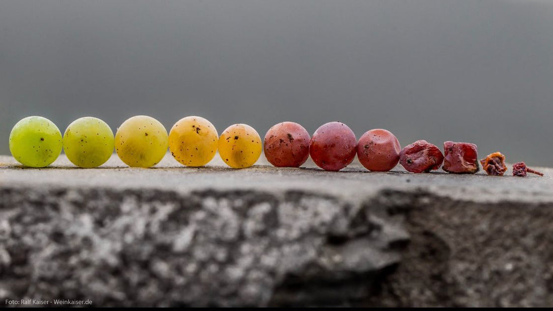 Riesling Day Special: Your Guide to Prädikat Ripeness