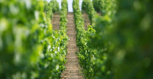 Burgundy Wines Under $100 - Grand Vin Pte Ltd