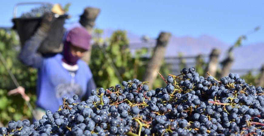 Did you know where the name Malbec comes from, and 6 other facts for Malbec World Day - Grand Vin Pte Ltd