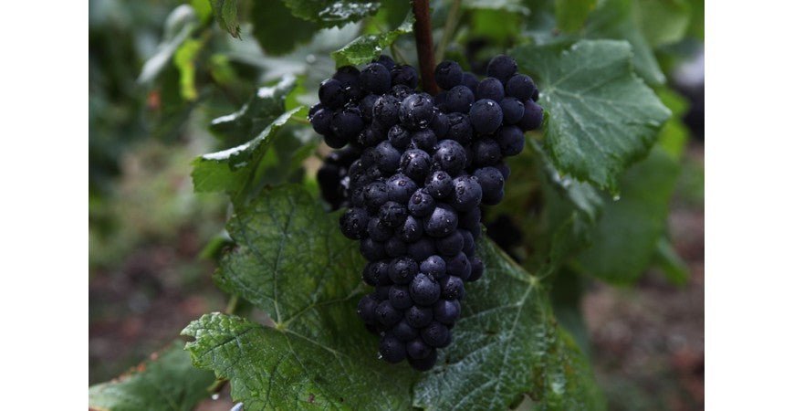 International Pinot Noir Day - Grand Vin Pte Ltd