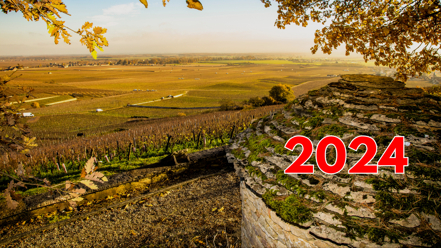 Ex-Domaine Burgundy 2024 Releases
