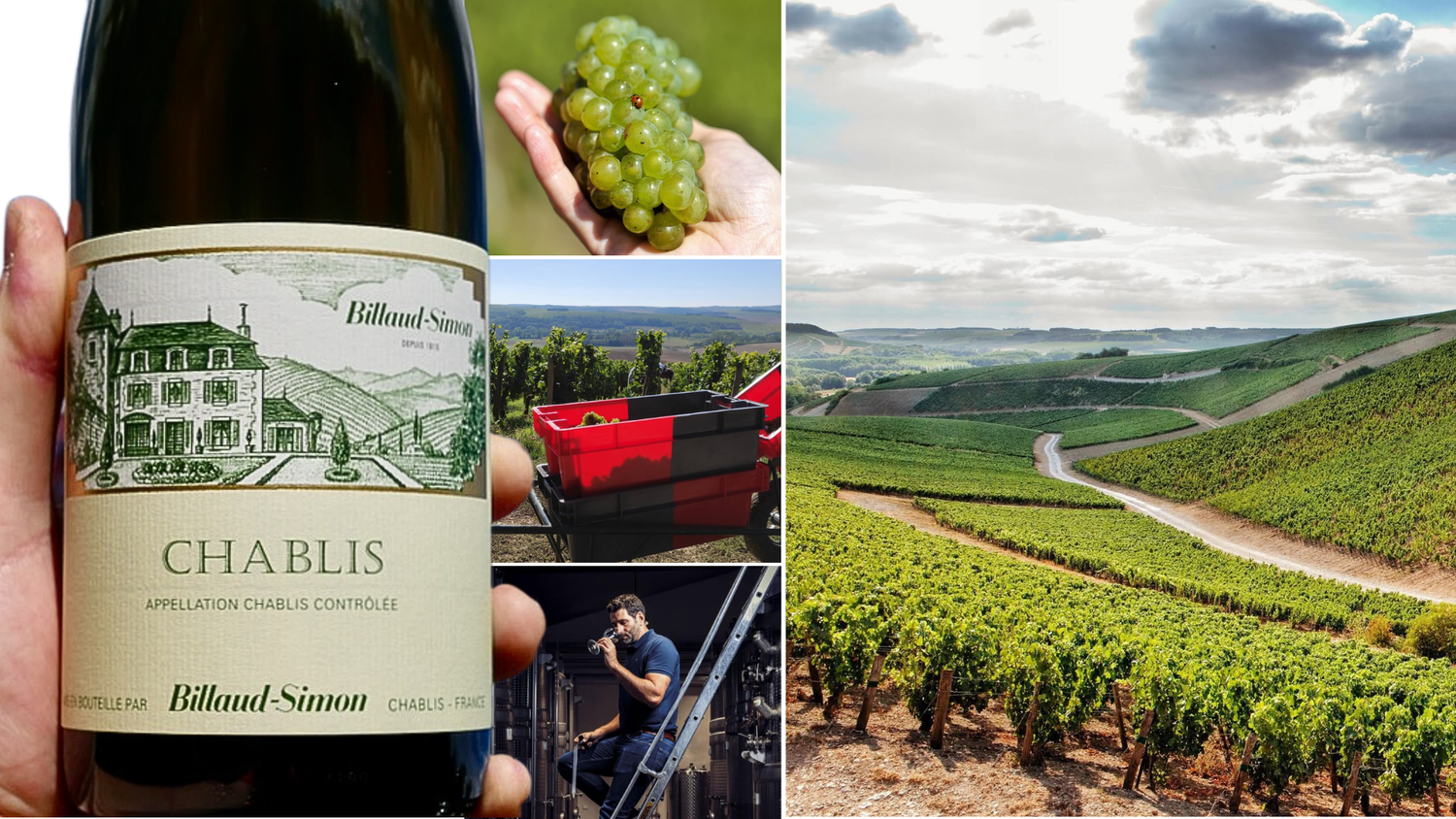 The Classic 2024 Vintage of Billaud-Simon