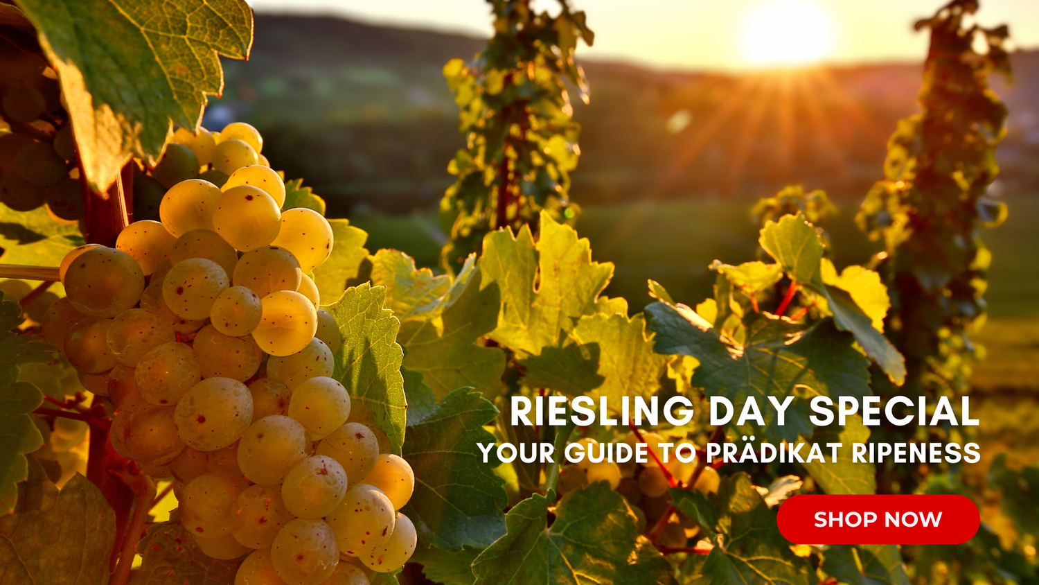 Riesling Day Special: Your Guide to Prädikat Ripeness