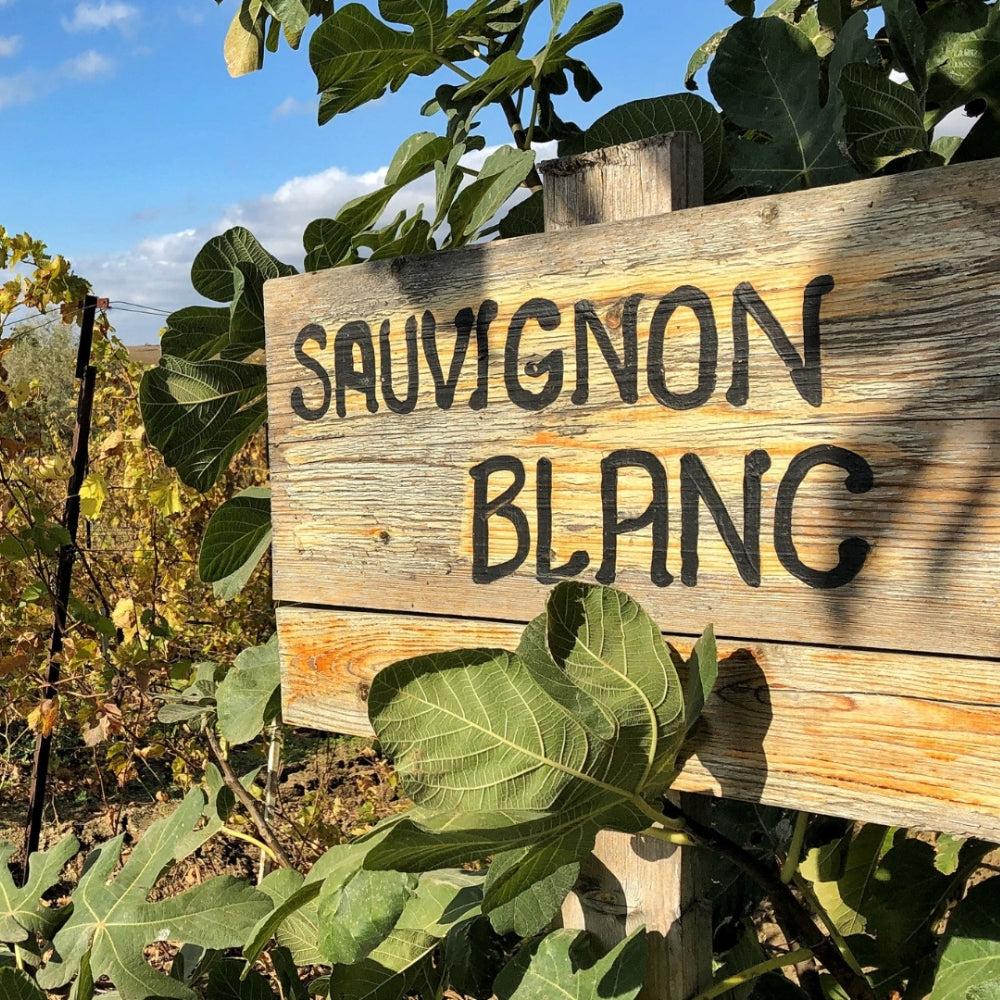 International Sauvignon Blanc Day - Grand Vin Pte Ltd
